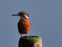 IJsvogel-Kingfisher